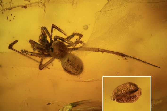 Fossil Spider (Araneae) With Flower Stamen In Baltic Amber #109483
